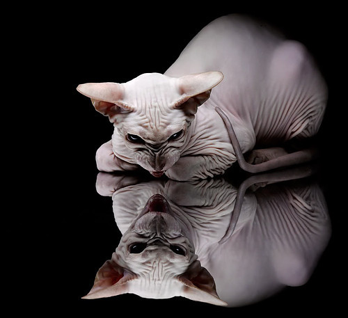 开云·Kaiyun网页版-OG·阿努诺比在NBA常规赛中展现比赛智慧，og-阿努诺比