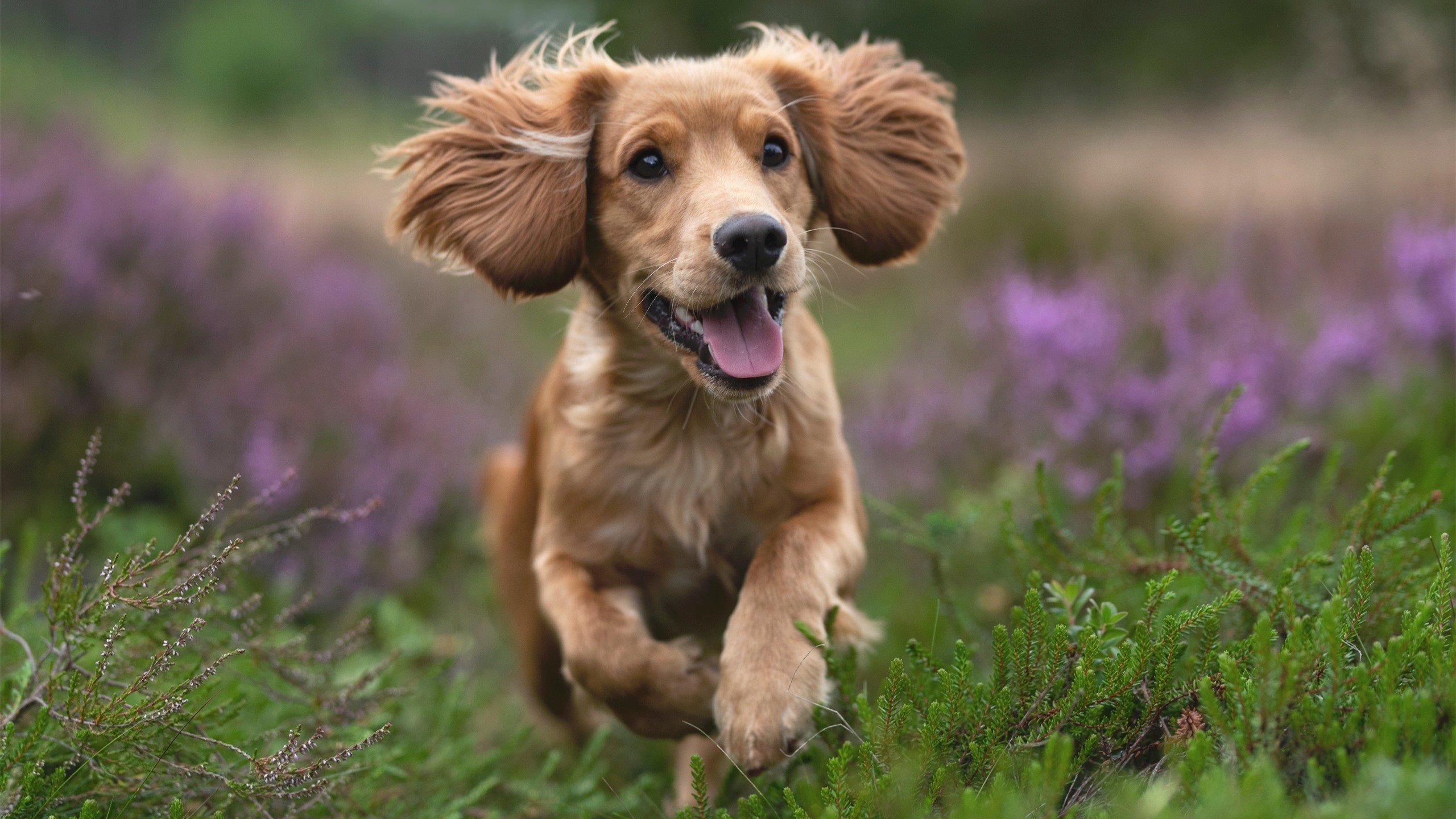 _都市绿道骑行节:绿色生活新风尚_,绿道骑行活动