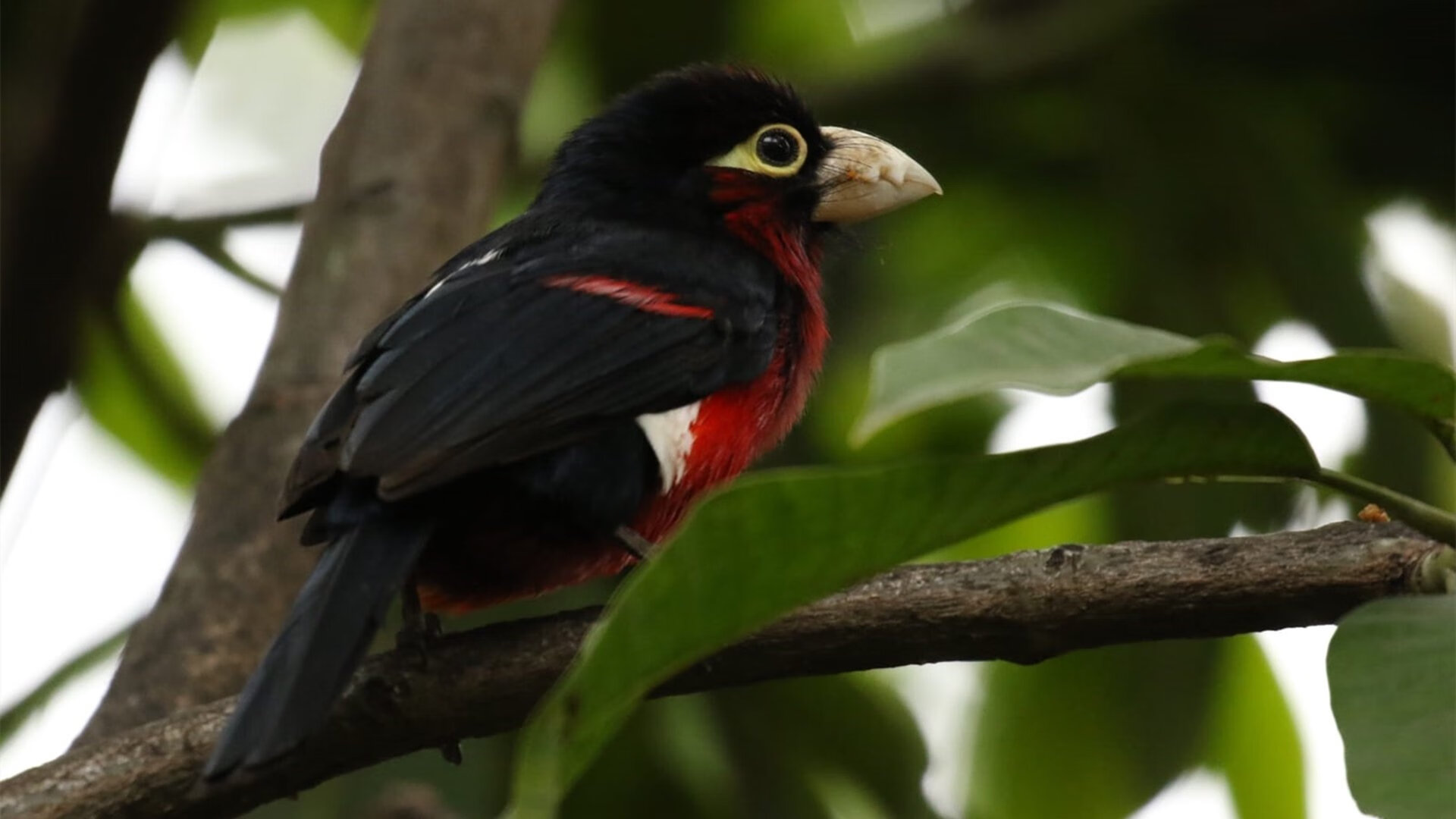 “激烈的季后赛对决:一场“命运之战”的幕后故事”,命运之轮全球总决赛回放