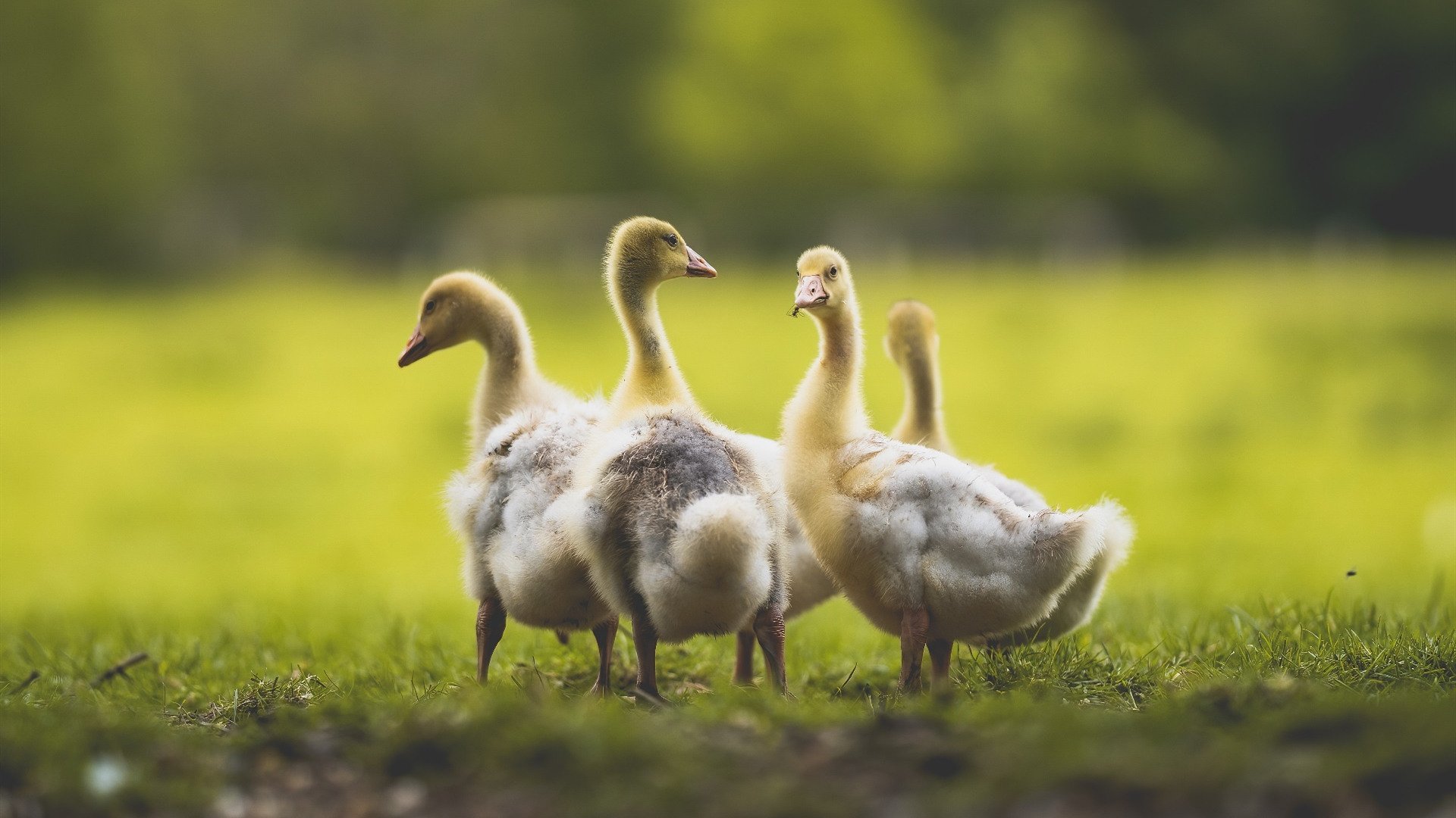 Kaiyun官方登录入口-“英超悬念继续升温，争冠集团形势严峻”，英超夺冠预测