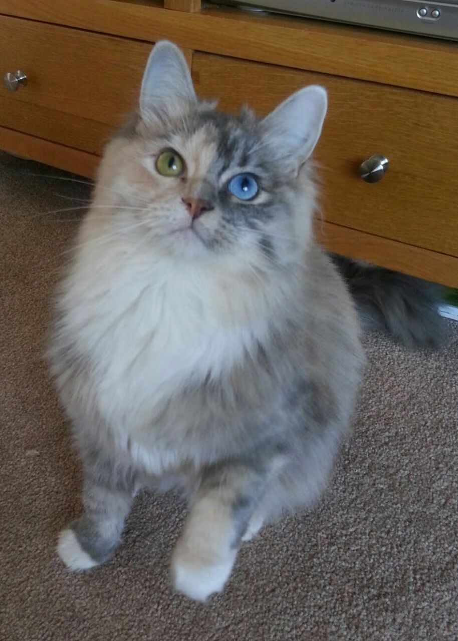 KAIYUN 中国大陆-《绝地求生》赛事观众职业分布：学生、白领与自由职业者的电竞参与