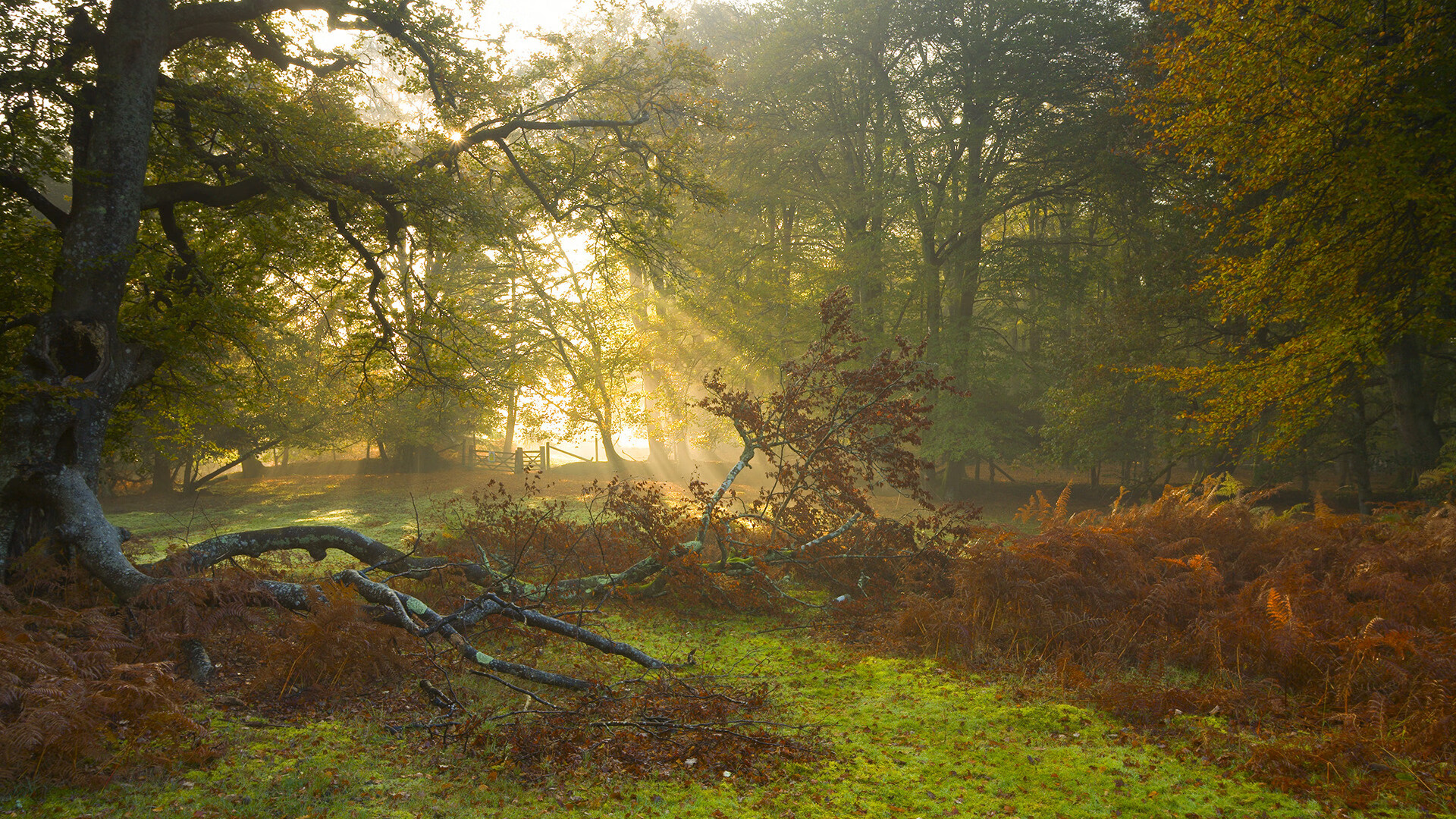 个人奋斗:明星球员的成长励志故事,球星励志短句