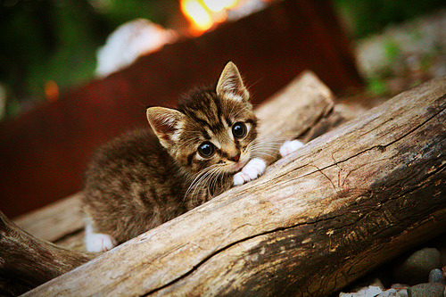 开云中国大陆-中国篮协推动数字化管理，赛事信息更透明，中国篮协大数据库