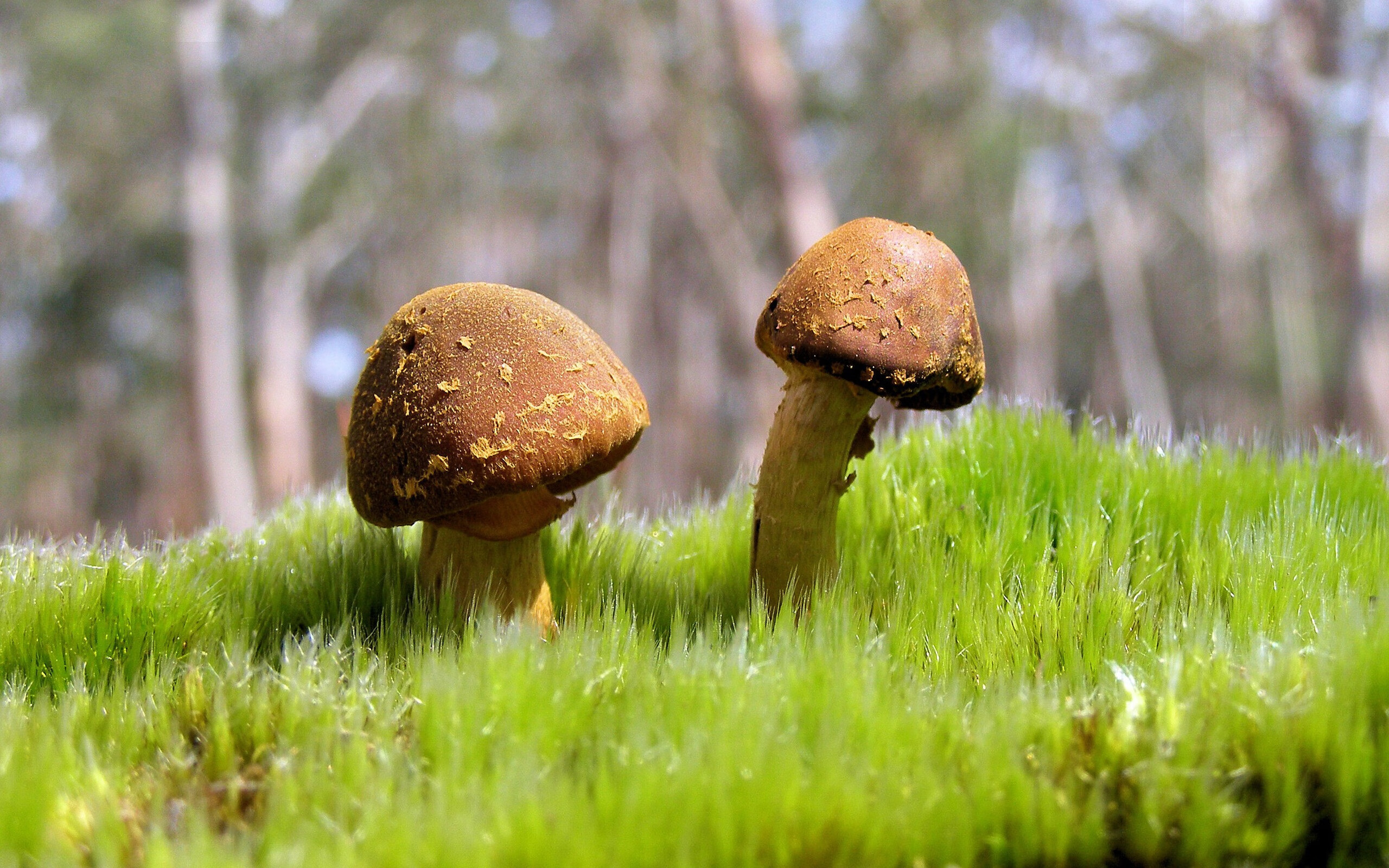 开云中国大陆-全国青少年篮球“冠军探索营”吸引数百青少年踊跃报名，2019全国青少年篮球特色学校