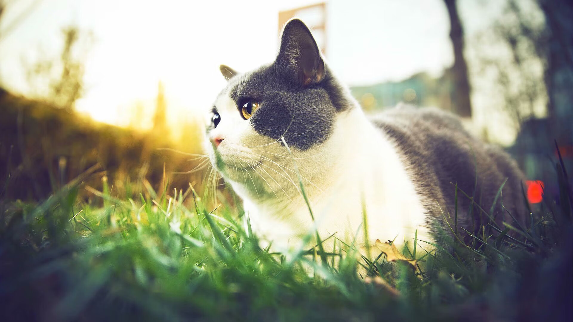 kaiyun网站-城市摩托车特技表演，极速飞跃引爆现场氛围，摩托车特技表演赛