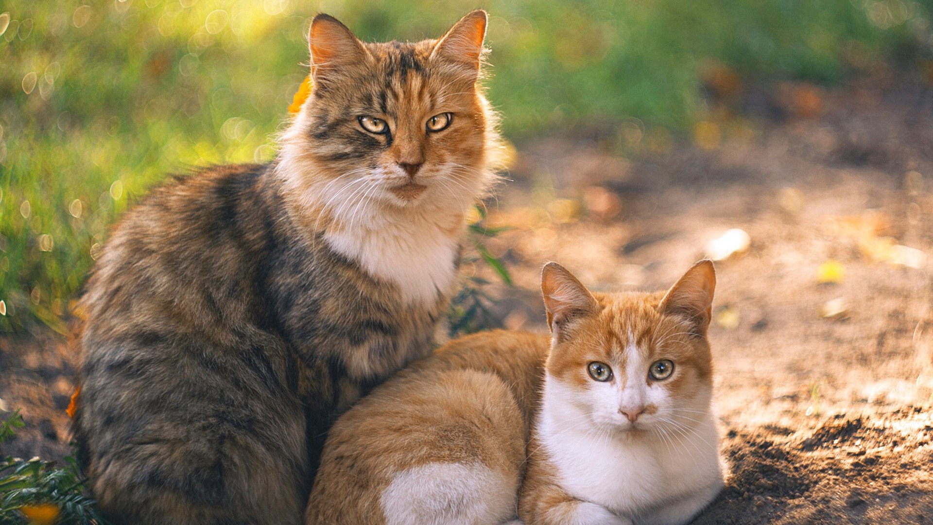 安全措施升级:保障车手生命安全的每一步,确保车辆安全运行