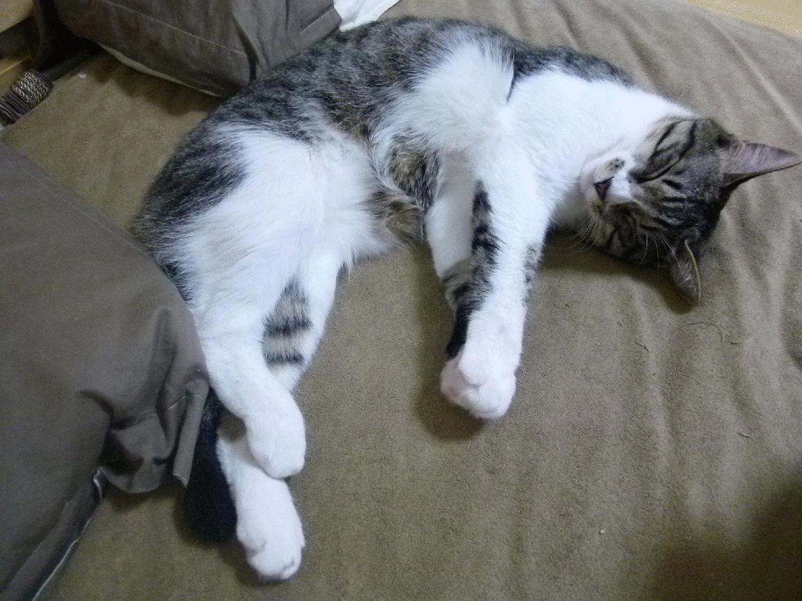 影响力赛事:多家媒体同步报道,影响力 媒体