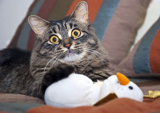 广东宏远再创佳绩,连续六次夺冠纪录,广东宏远连续几个冠军了