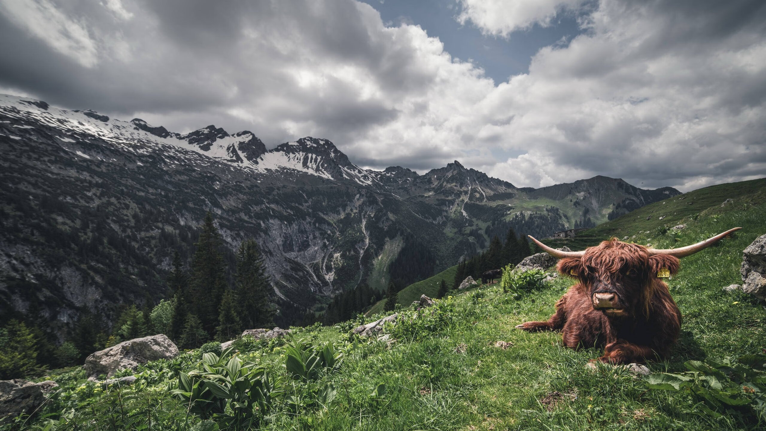 穿越火线 职业联赛持续升温,cf职业联赛赛制
