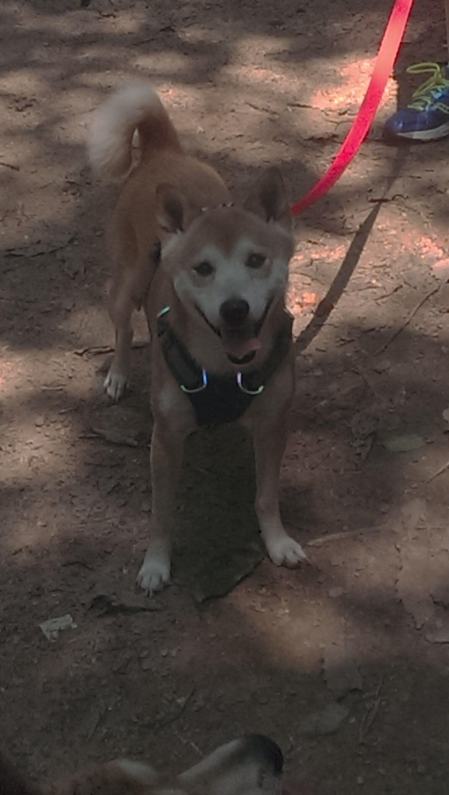 篮球公益活动促进全民健身深入开展,篮球公益活动宣传