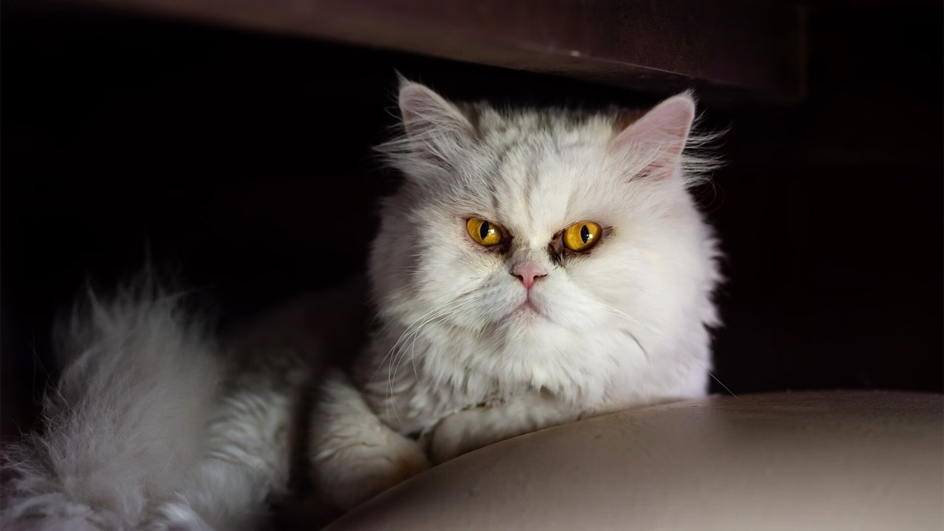 绿色能源在赛车中的应用创新,“绿色”能源