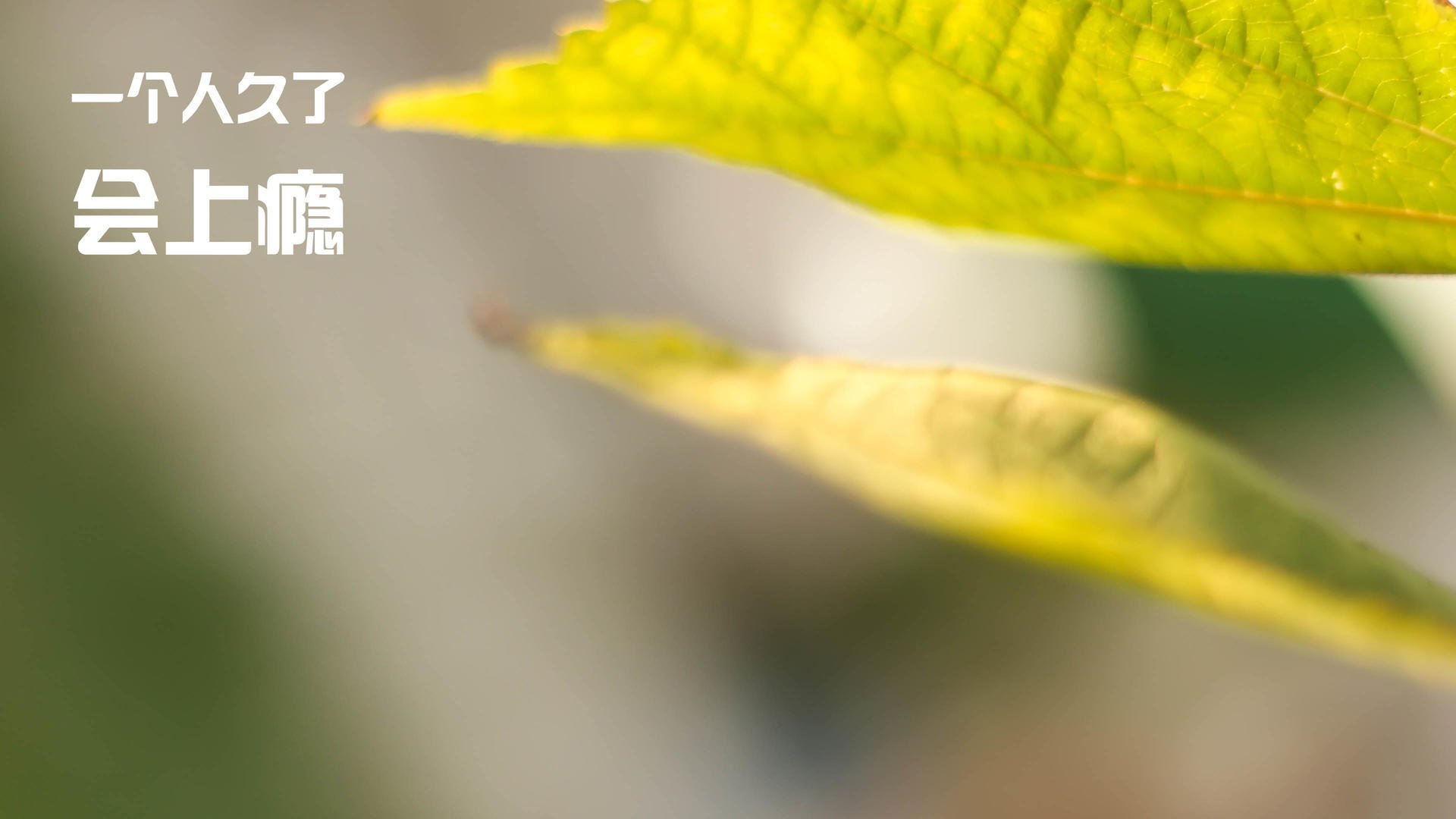 开云网页版登录入口-绿色环保骑行节，倡导低碳出行新理念，低碳环保骑行活动主题