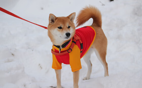 kaiyun网站-TES战队完成赛季中期体能动态调整，tes战队首发