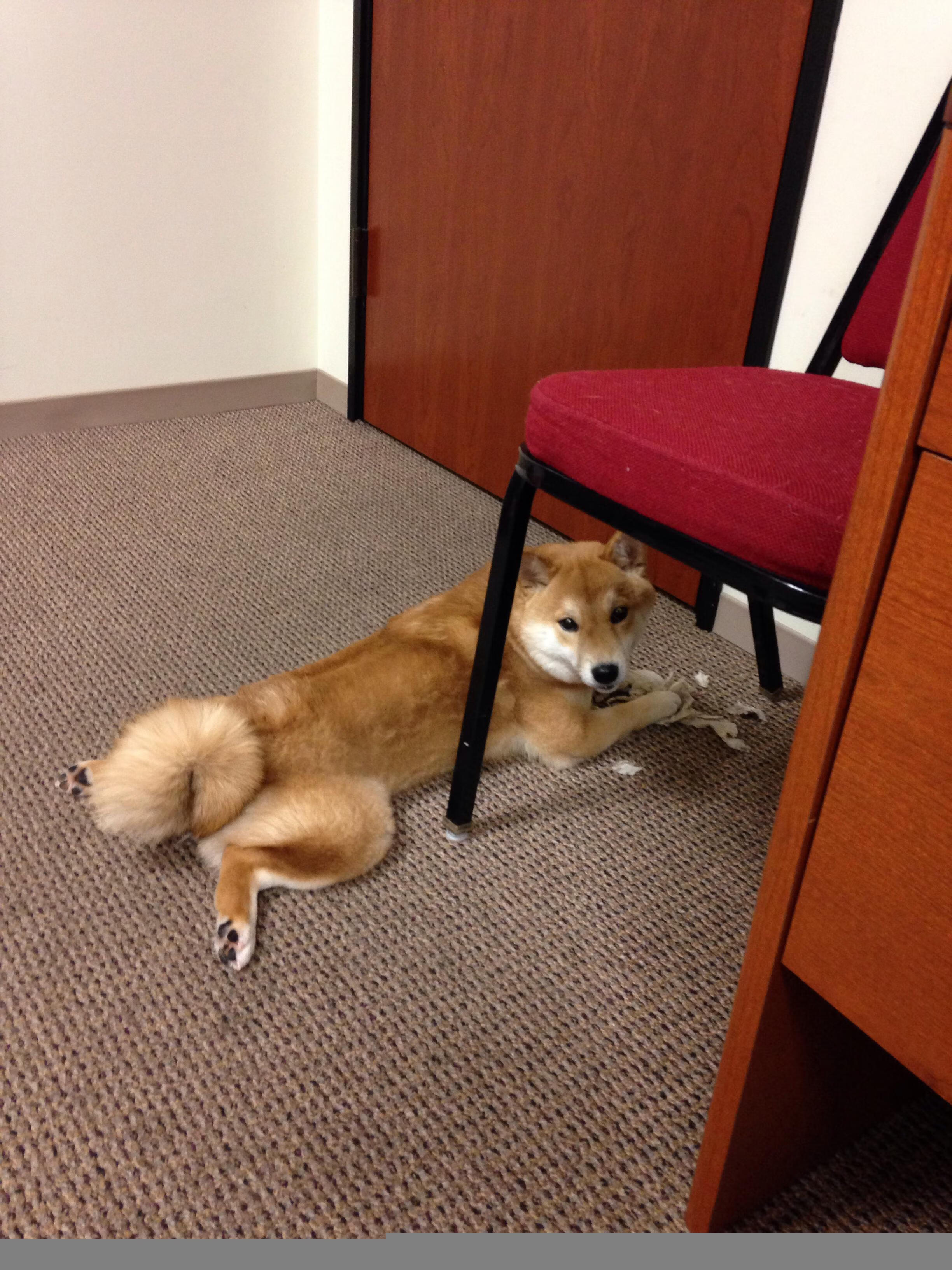 KAIYUNAPP-上海飞虎客场负于浙江金牛队，遇到三连败，上海飞虎牌油漆专卖店