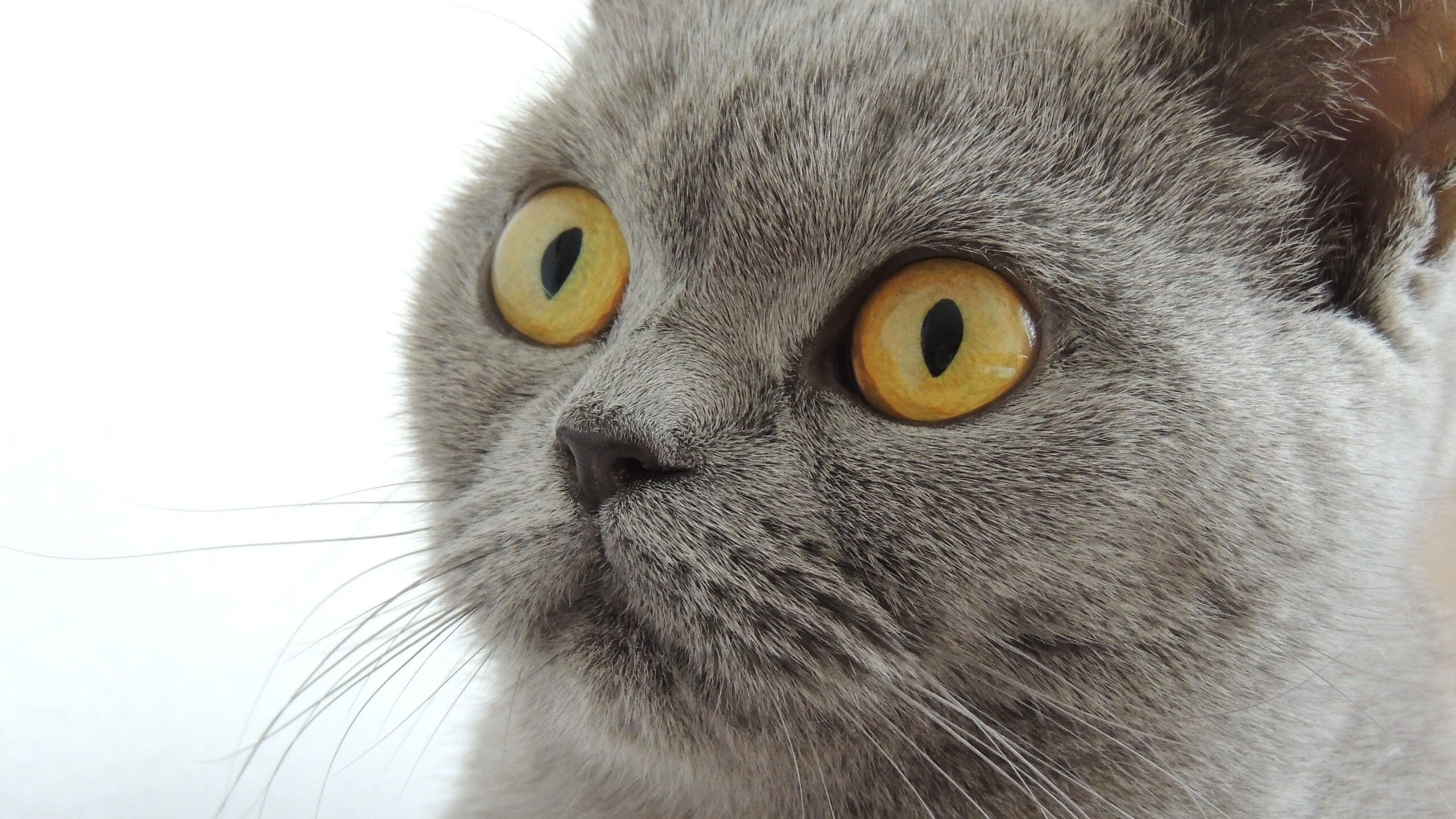 开云体育-切尔西女足年轻球员突破表现，切尔西女足年轻球员突破表现怎么样