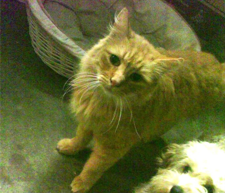 切尔西女足年轻球员突破表现，切尔西女足年轻球员突破表现怎么样