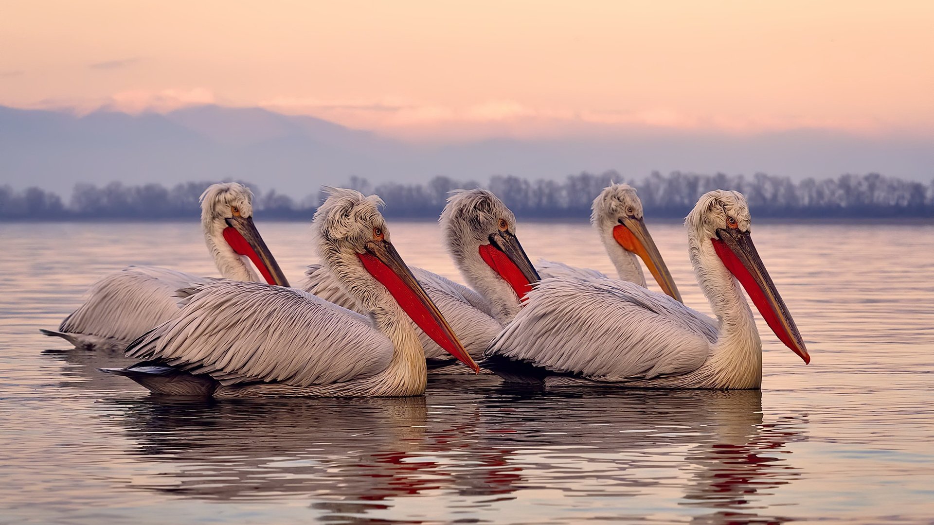 南特前锋突破射门,奉献绝杀一幕,南特主帅