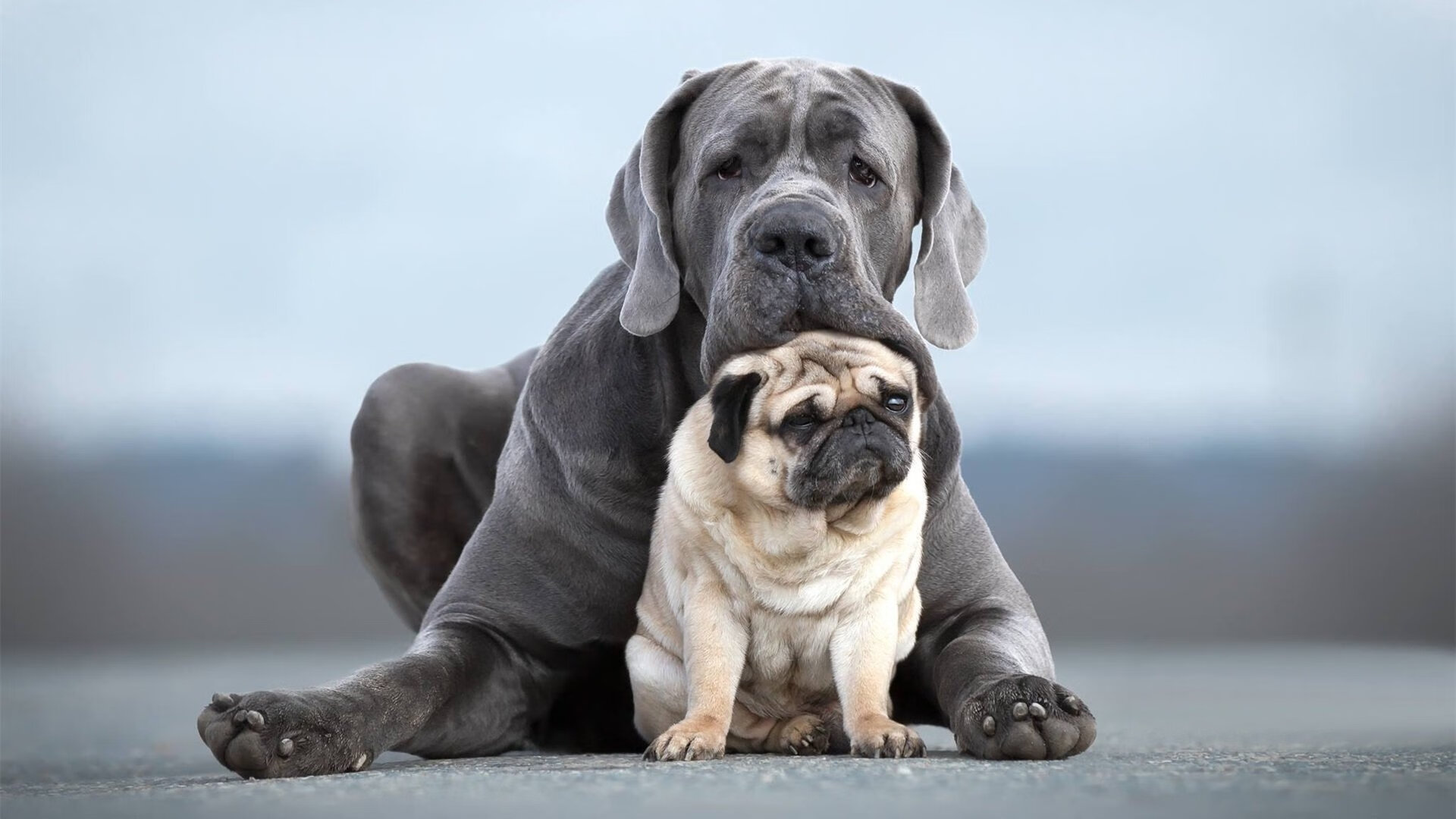 开云官方网页登录-女足世界杯全明星阵容公布，女足世界杯参赛队伍