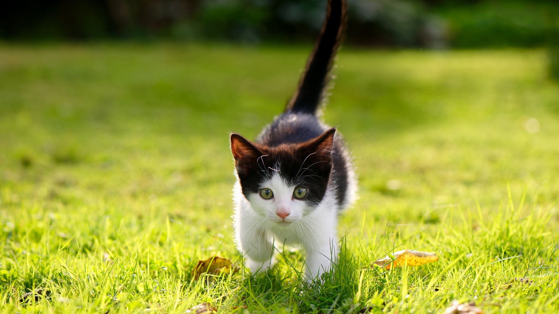 开云中国-拉尼斯客场不敌对手，需重新思考战术，拉尼斯酒庄干红葡萄酒