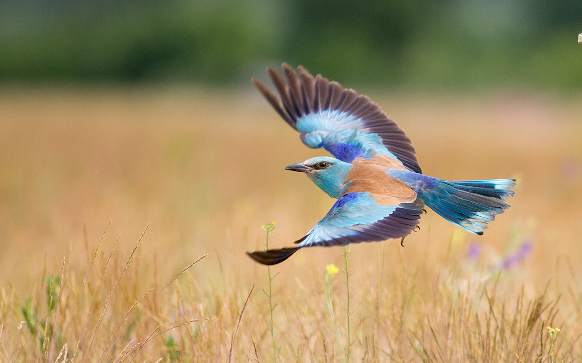 欧洲杯预选赛开幕,众多实力派球队亮相,欧洲杯 预选赛