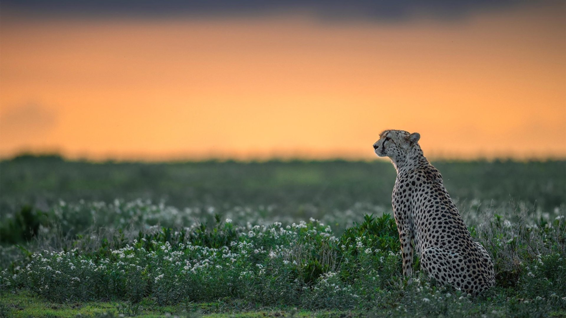 联盟是否应开放区域联赛交流机会,英雄联盟开放世界