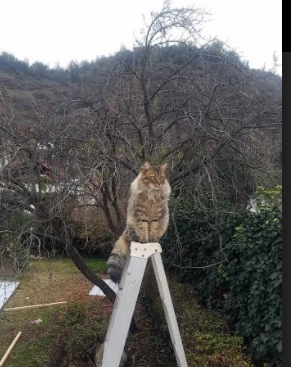 开云中国-英格兰在欧洲预赛中取胜——晋级胜利实至名归，英格兰欧预赛成绩