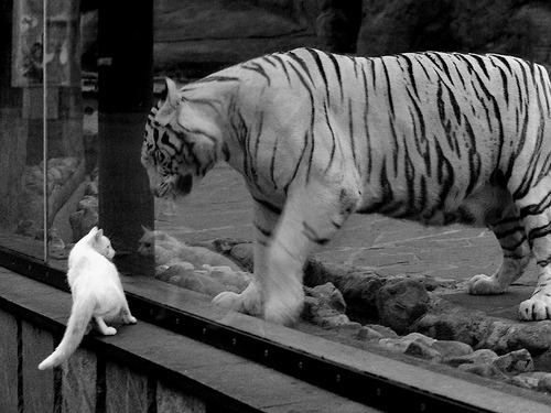 黄金一役锋芒毕露,双方争夺胜势十分胶着!,黄金一肖