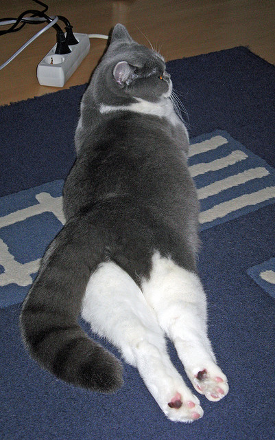 开云中国大陆-突尼斯希望门将高接低挡，避免大败，突尼斯足球队