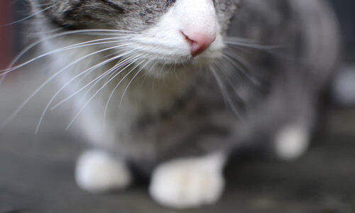 仰泳稳定推进中立代表队A晋级顺利,中国男子仰泳领军人物